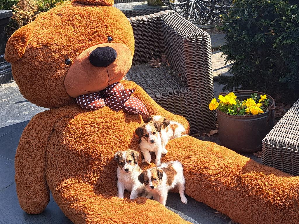 lieve kooiker pups ( raszuivere ), Dieren en Toebehoren, Parvo, Nederland, Overige rassen, 8 tot 15 weken