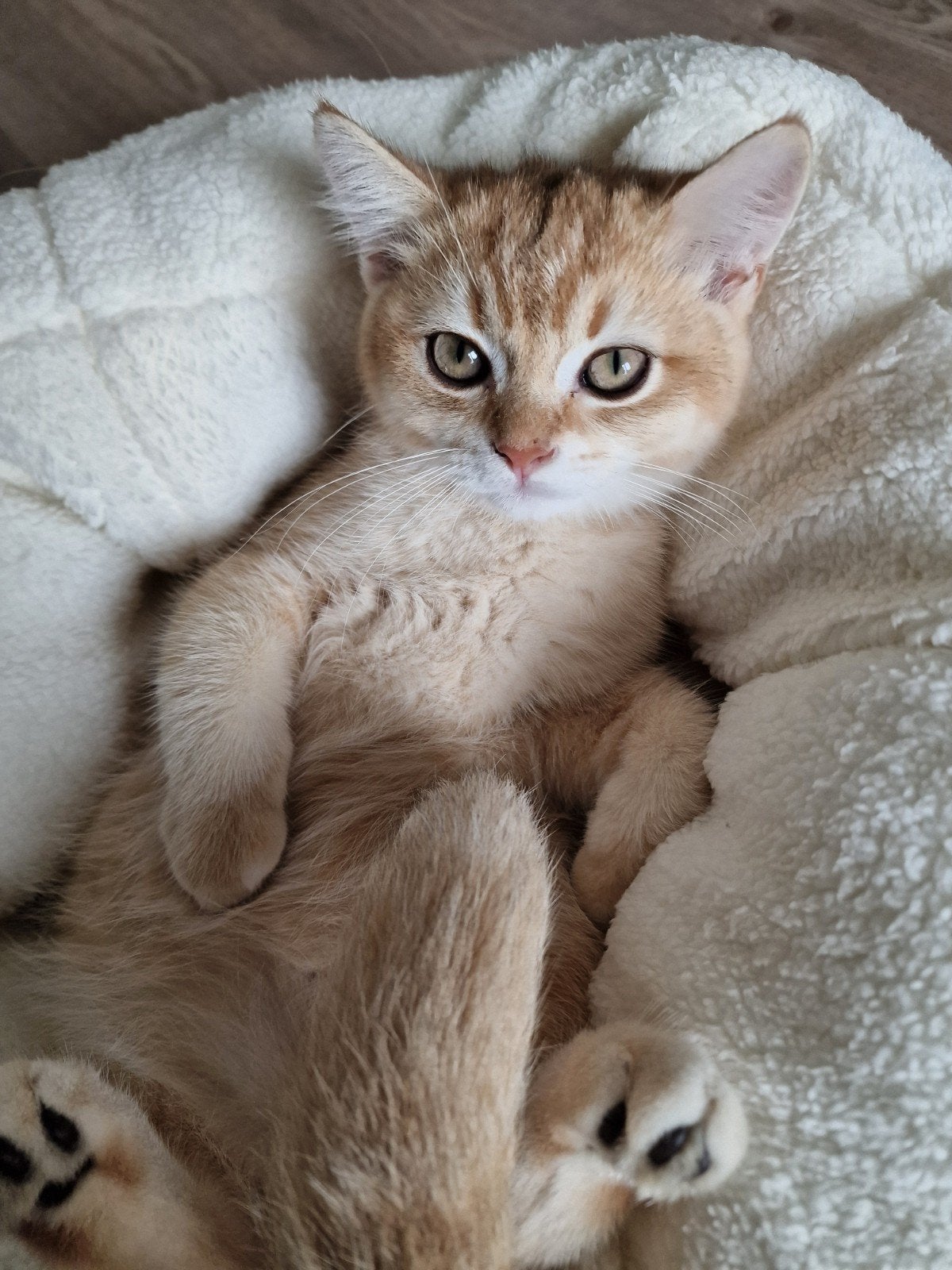 Britse Korthaar | Kitten | Prachtige black golden shaded, Dieren en Toebehoren, Kater, Ontwormd, 0 tot 2 jaar