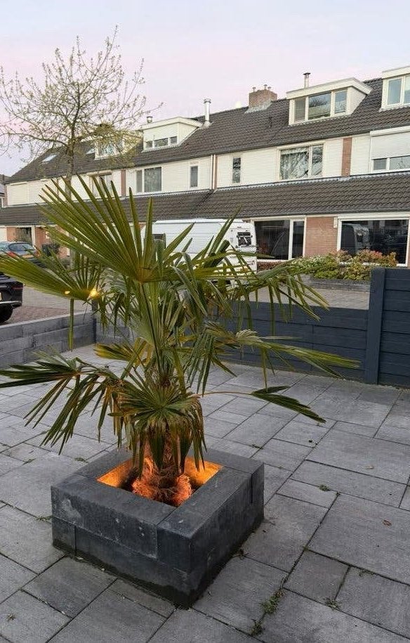 Palmboom - Trachycarpus Fortunei (ongv 165 cm), Vaste plant, Halfschaduw, Zomer, Ophalen