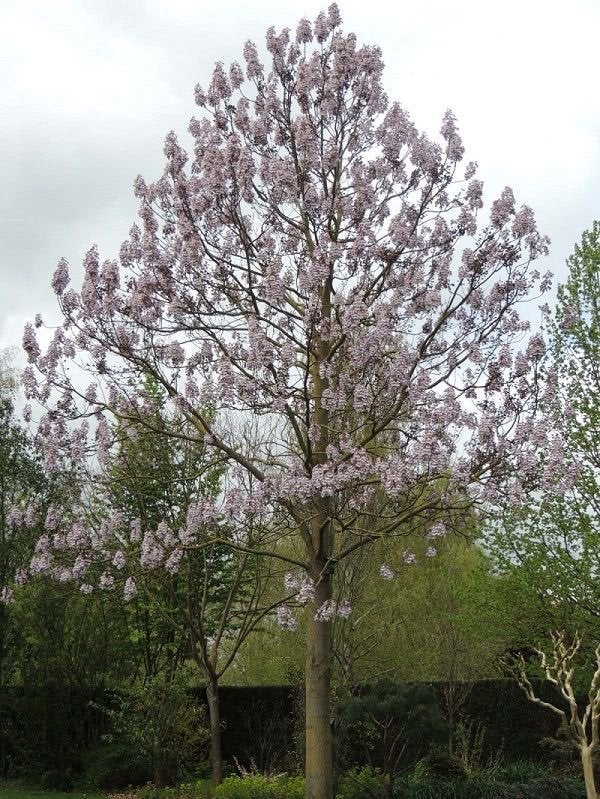 Te koop:Anna paulowna boom, Overige soorten, Lente, Minder dan 100 cm, Ophalen