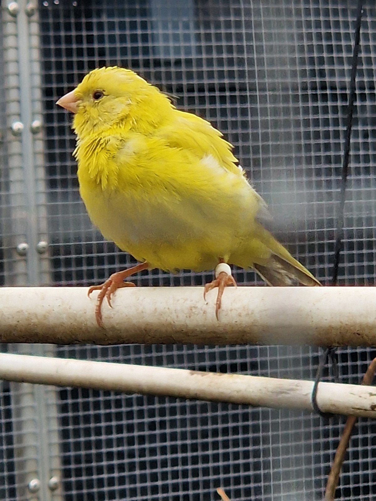 2 jonge kanarie mannen te koop, Dieren en Toebehoren, Mannelijk, Kleurkanarie