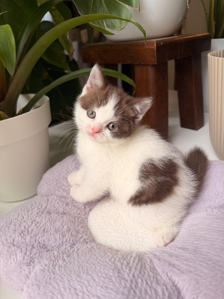 Brits Korthaar, Dieren en Toebehoren, Katten en Kittens | Raskatten | Korthaar, Kater, Gechipt, Ontwormd, Ingeënt