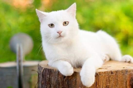 Beautiful White Little Cat Wants Sweet Garden, Dieren en Toebehoren, Kater, Ontwormd, 0 tot 2 jaar