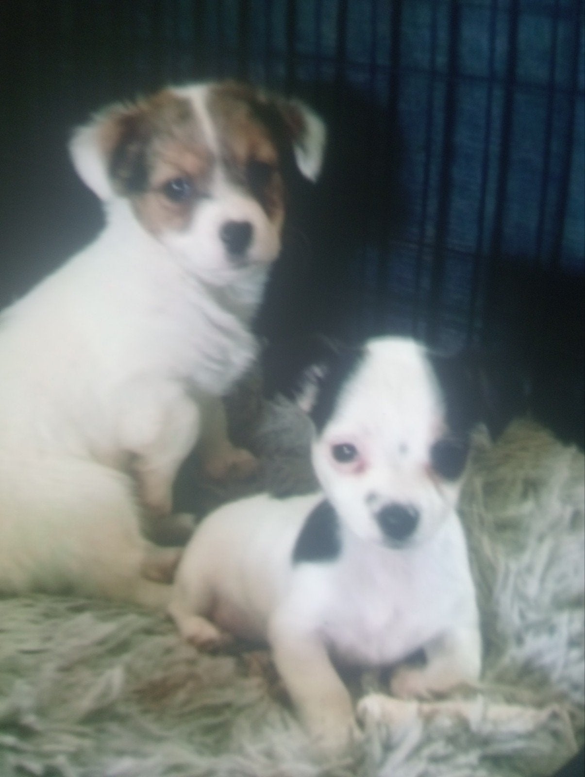 Lieve rustige chihuahua x  jack Russell, 8 tot 15 weken, Teef, Meerdere, Chihuahua
