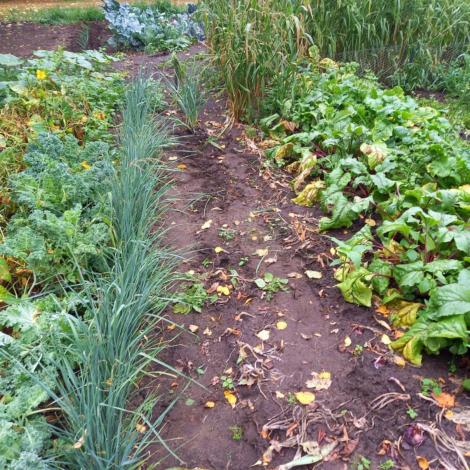 te koop prei planten 0.10 winter, Ophalen, Overige soorten, Minder dan 100 cm