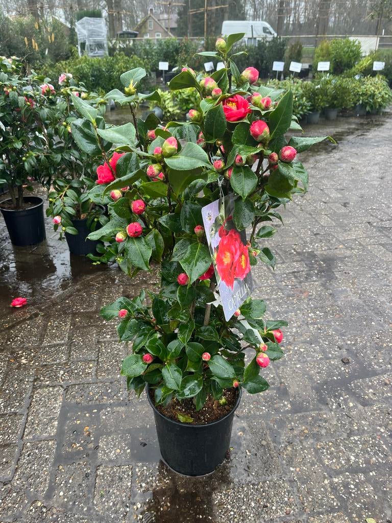 Camelia in diverse kleuren - Winterbloeier, Vaste plant, Halfschaduw, Winter, Ophalen