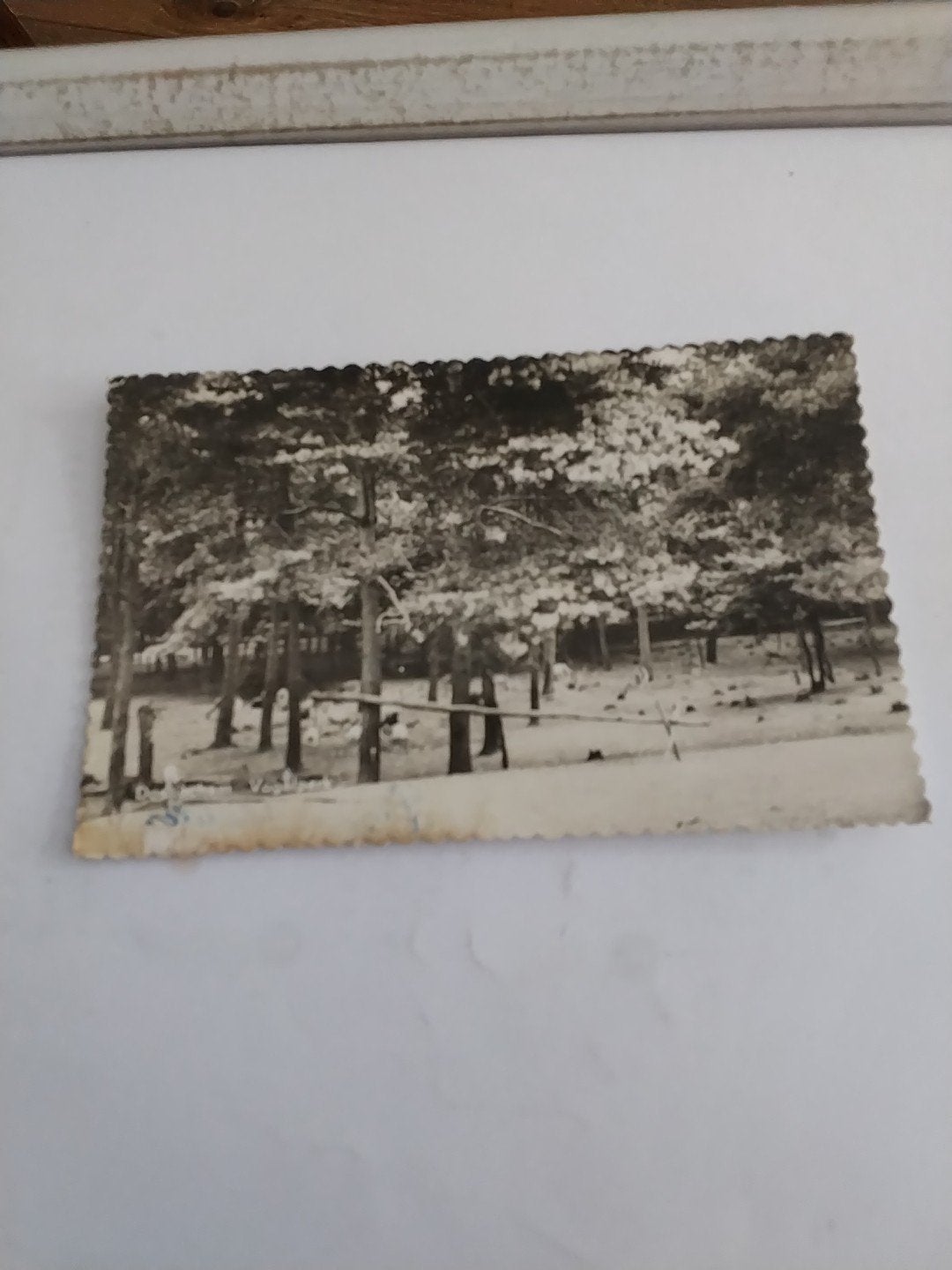 Oude kaart DOETINCHEM. VOGELPARK, Ophalen of Verzenden, 1940 tot 1960, Gelopen, Gelderland