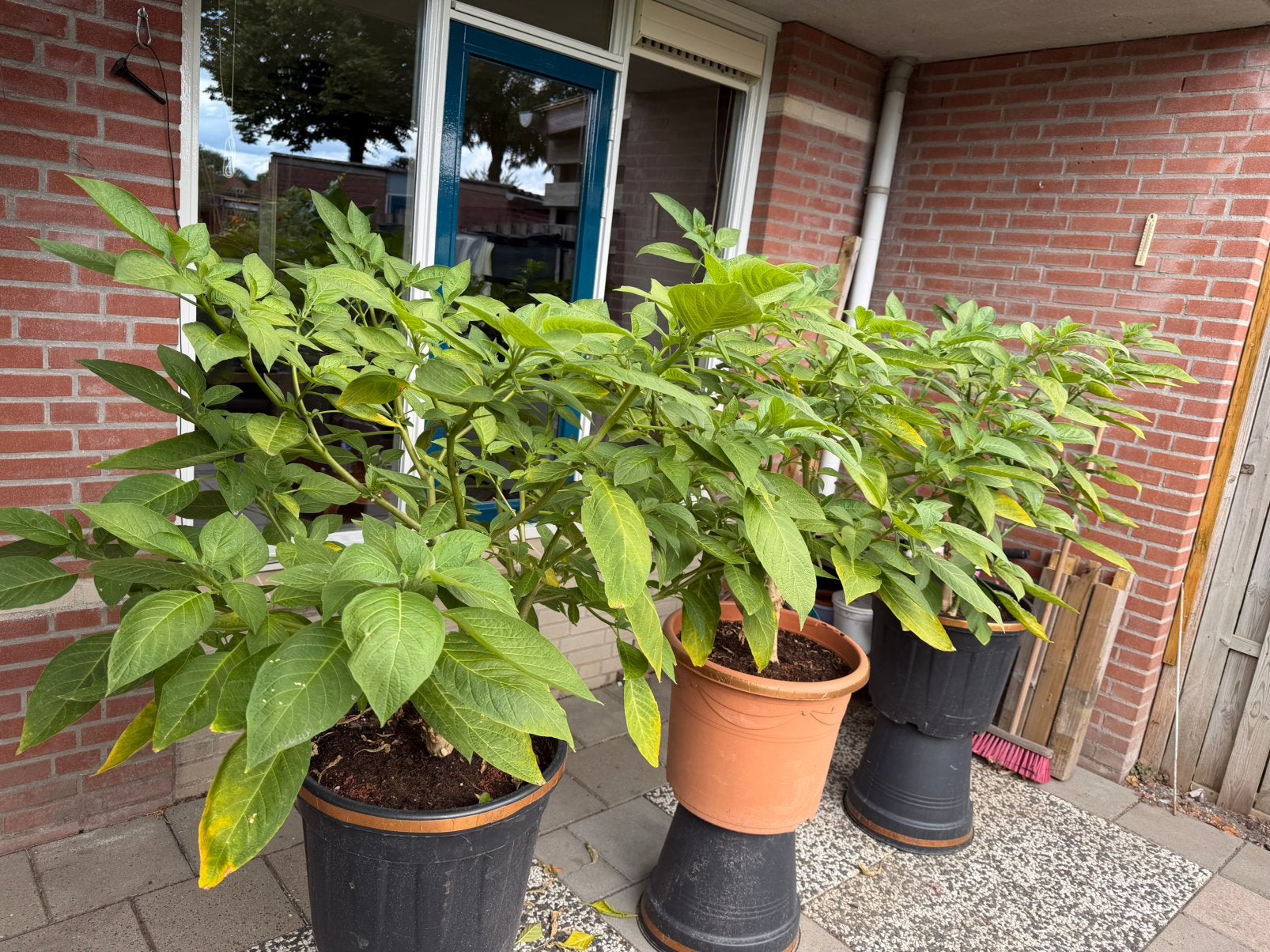 Datura, Ophalen, Zomer, Volle zon, Overige soorten