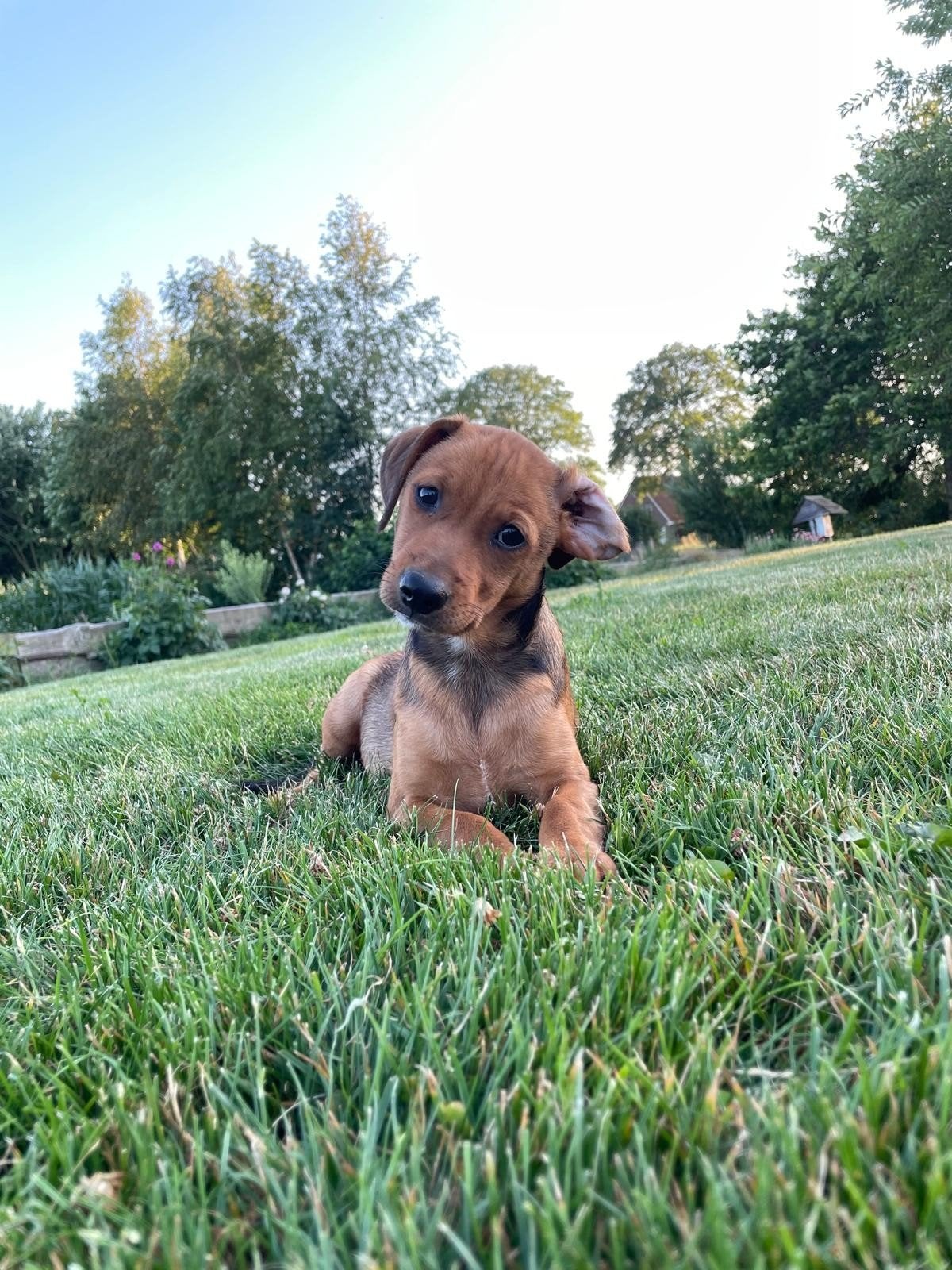 Lieve levendige Kooiker pups x Markiesje pups x, 8 tot 15 weken, Meerdere, Meerdere dieren, Nederland