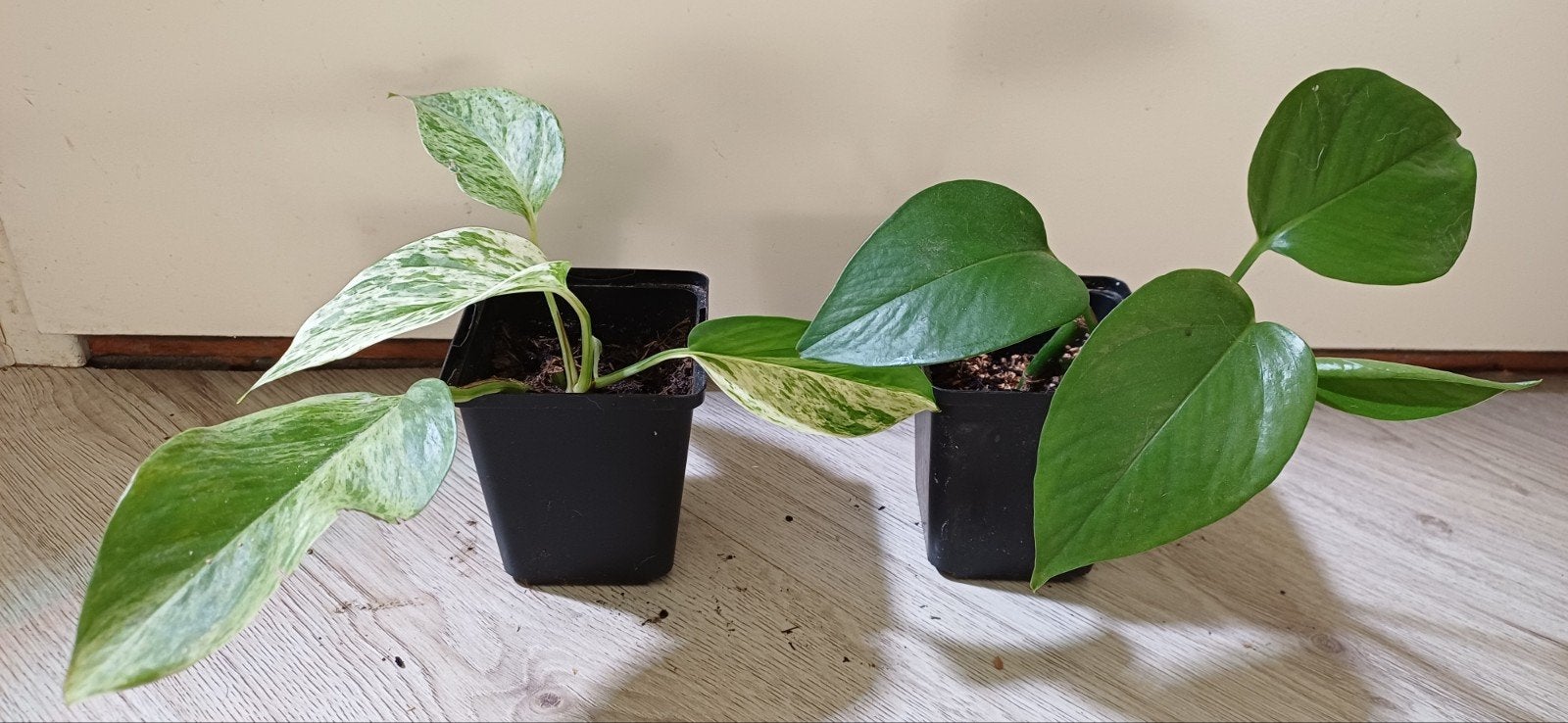 Epipremnum aureum, drakenklimop plantjes, Overige soorten, Minder dan 100 cm, Groene kamerplant, Halfschaduw