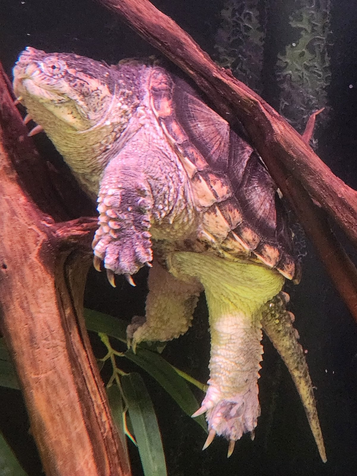 Chelydra serpentina schildpad, Dieren en Toebehoren, Reptielen en Amfibieën, Schildpad, 0 tot 2 jaar