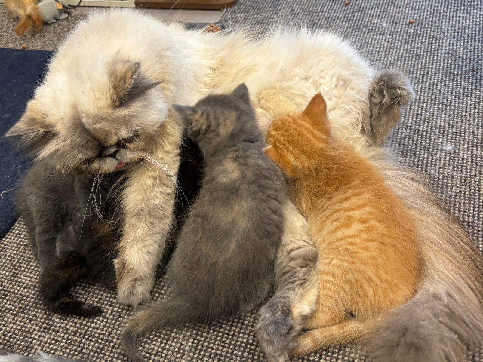 Prachtige Perzische MIX kittens nog 1 katertje beschikbaar, Meerdere dieren, Gechipt, 0 tot 2 jaar