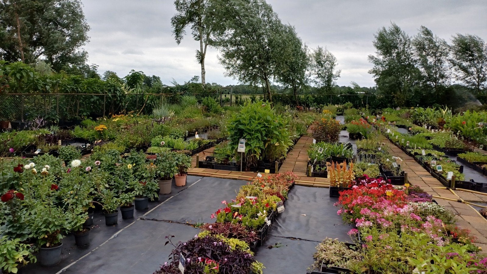 Planten onbespoten, Vaste plant, Halfschaduw, Zomer, Ophalen