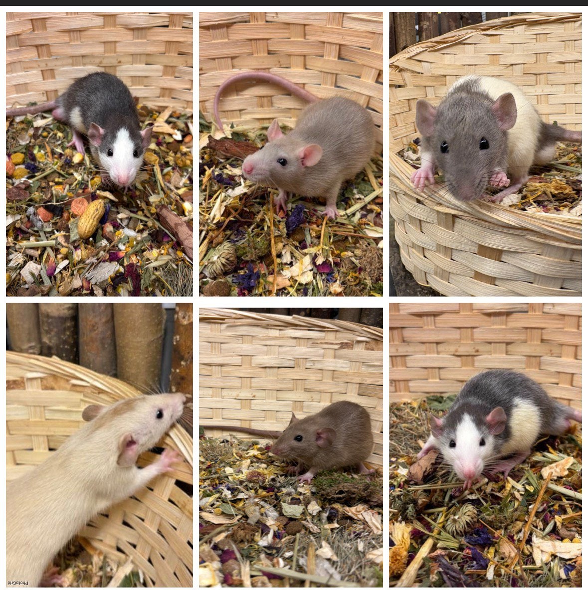 Jonge sociale, tamme ratten ( man , dumbo, van de fokker), Dieren en Toebehoren, Knaagdieren, Rat, Juni, Mannelijk, Tam