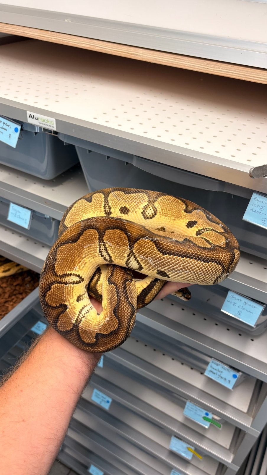 Orange dream clown ball python, Dieren en Toebehoren, Slang, 0 tot 2 jaar