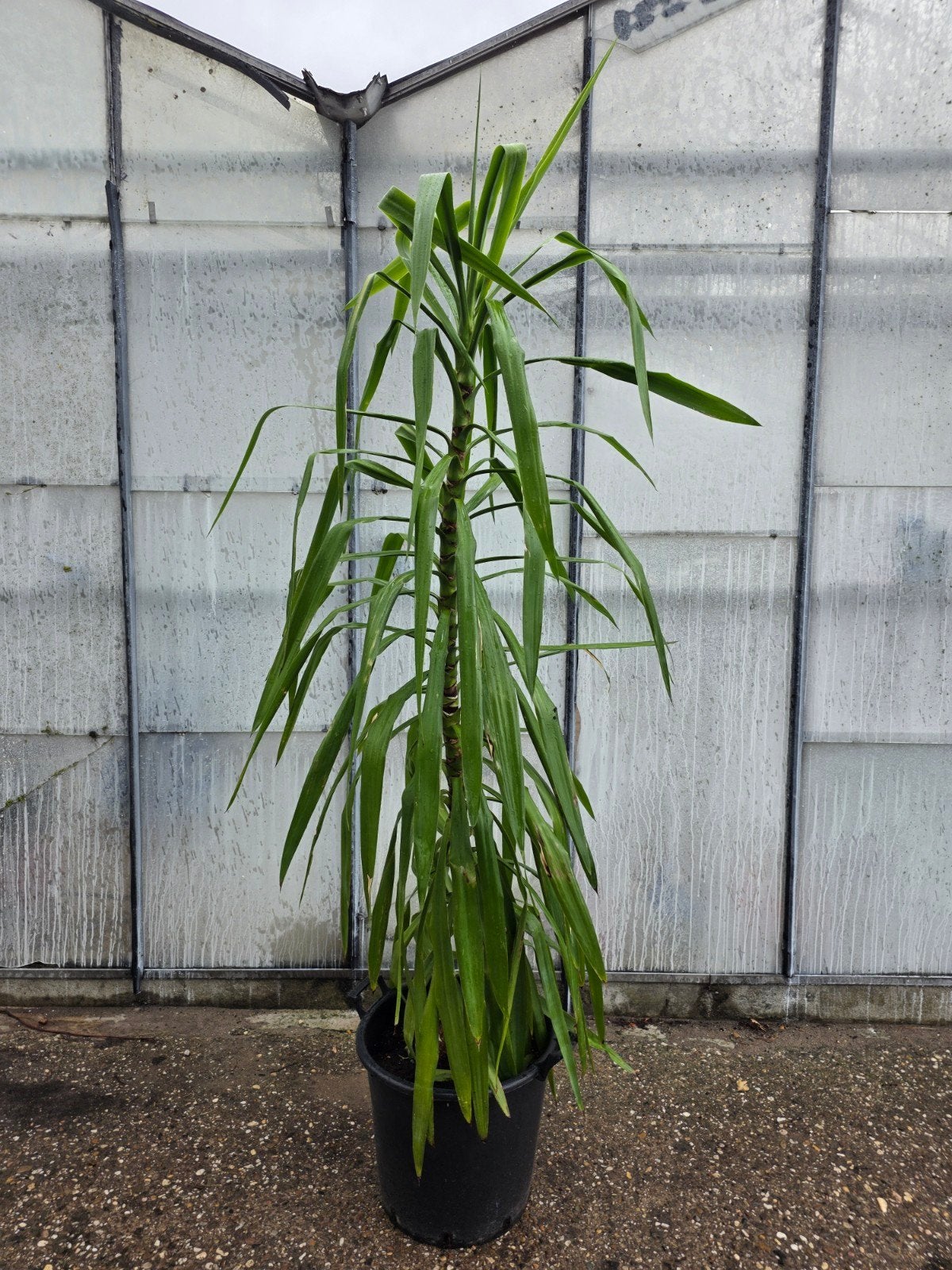 Grote Yucca kamerplant in pot, Huis en Inrichting, Ophalen, In pot, Yucca, 150 tot 200 cm