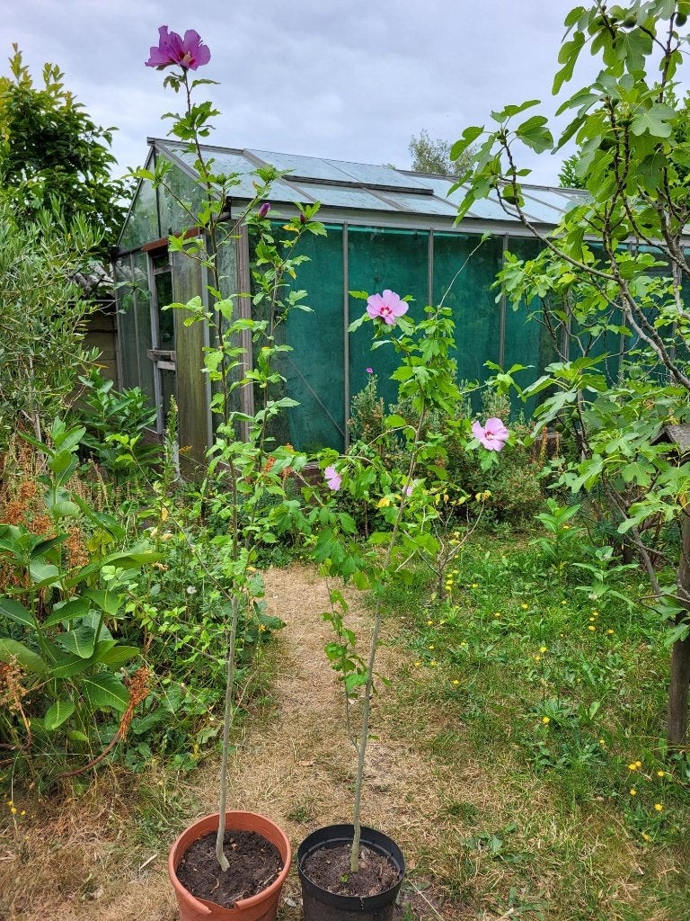 Altheastruiken (syn. Hibiscus) te koop, Overige soorten, 100 tot 250 cm, Zomer, Ophalen