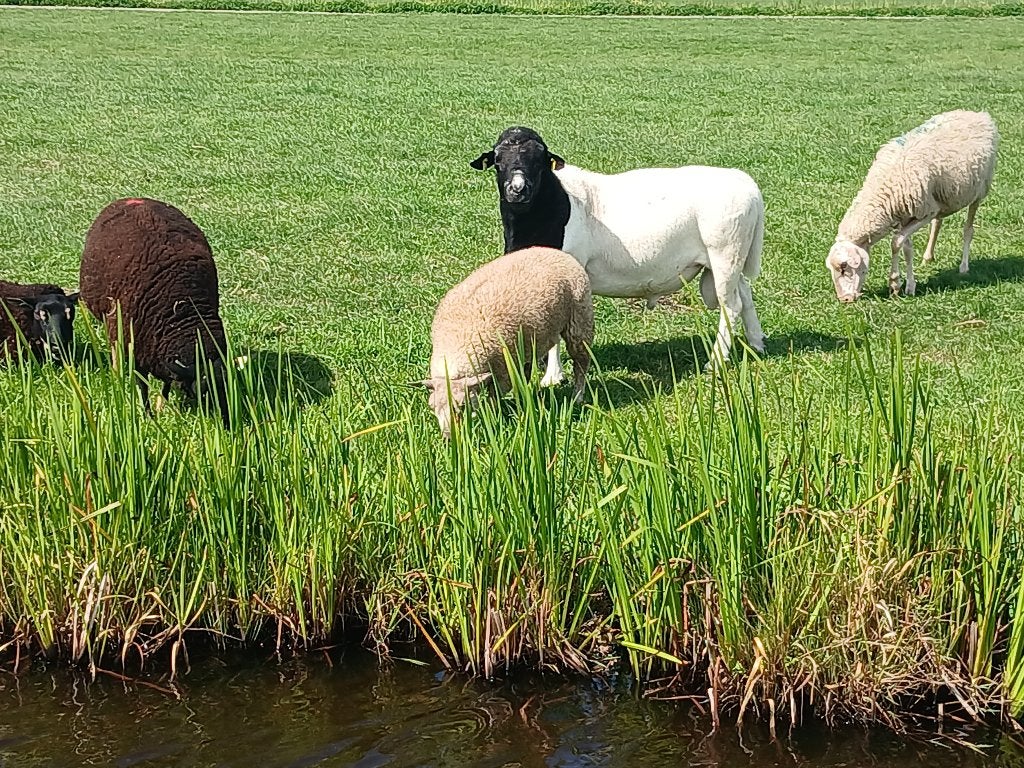 Dorper dekram met ervaring, Dieren en Toebehoren, Schapen, Geiten en Varkens, Mannelijk, Schaap, 3 tot 5 jaar