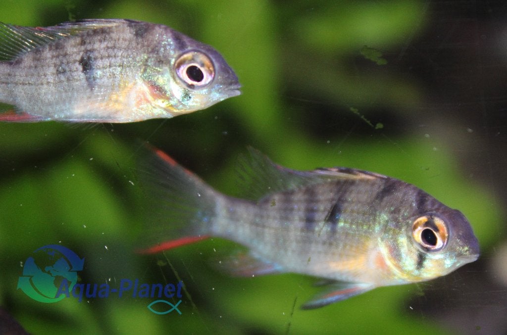 Papiliochromis altispinosa, Vis, Zoetwatervis