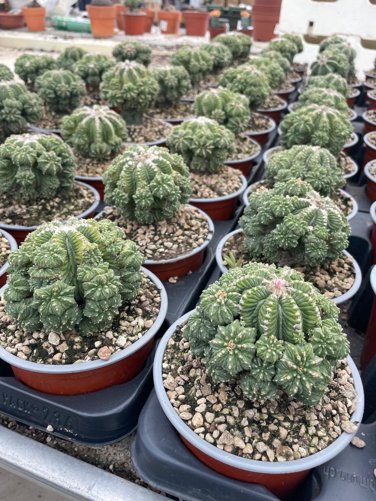 Cactus Aztekium Ritteri potmaat 13 cm, Ophalen of Verzenden, Minder dan 100 cm, Bloeiende kamerplant, Volle zon
