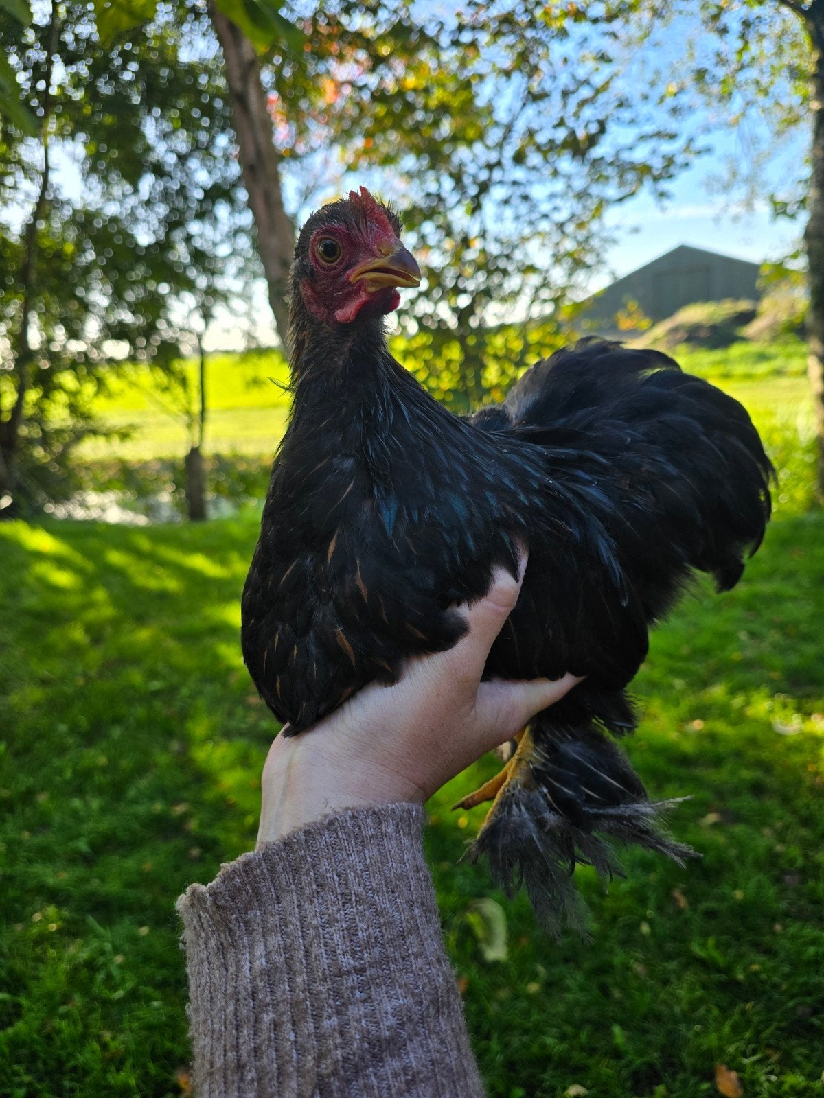 jonge lieve cochin kriel haan, Dieren en Toebehoren, Mannelijk, Kip