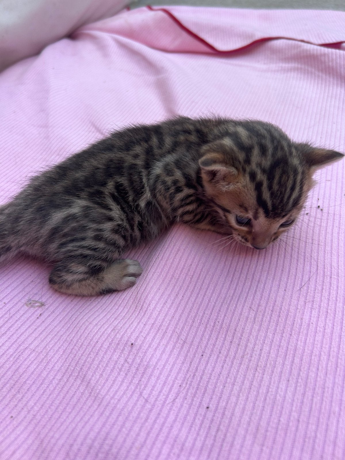 Bengaal kitten, katertje, Dieren en Toebehoren, Katten en Kittens | Raskatten | Korthaar, Kater, Ontwormd, 0 tot 2 jaar