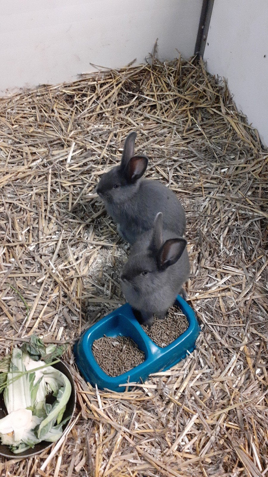 te koop, Dieren en Toebehoren, Konijnen, Meerdere dieren, Groot