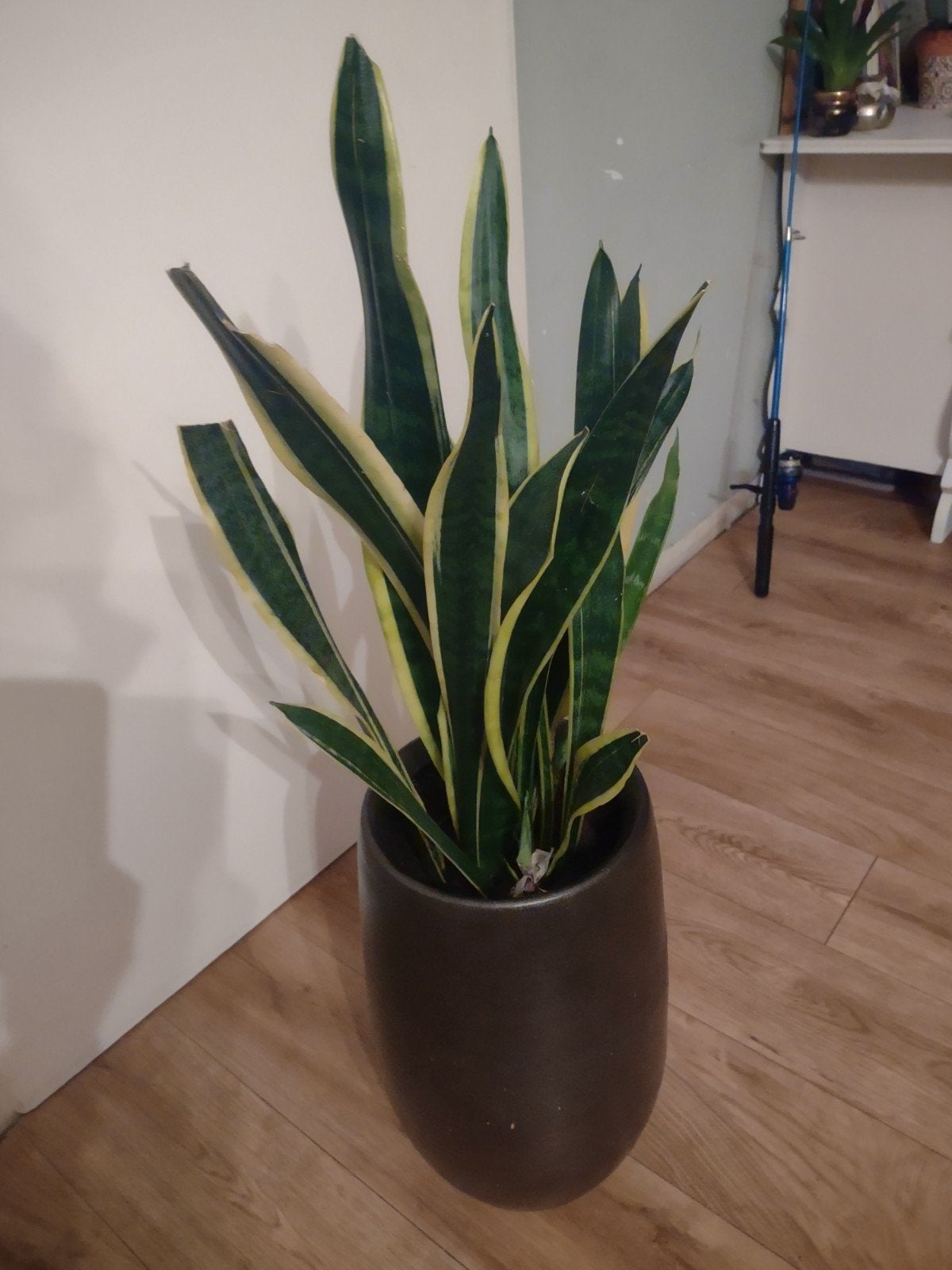 Sansevieria in pot - Makkelijke en stijlvolle kamerplant, Huis en Inrichting, Ophalen, Overige soorten, Halfschaduw, In pot