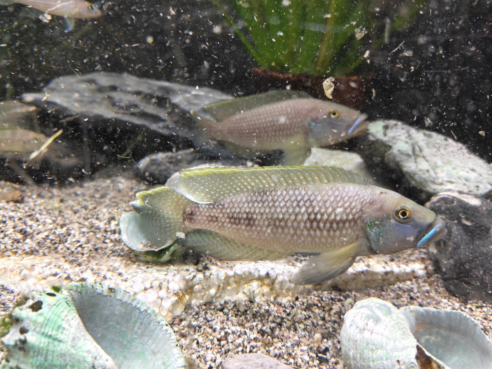 Lamprologus Callipterus Tanganyika, Dieren en Toebehoren, Vissen | Aquariumvissen, Vis