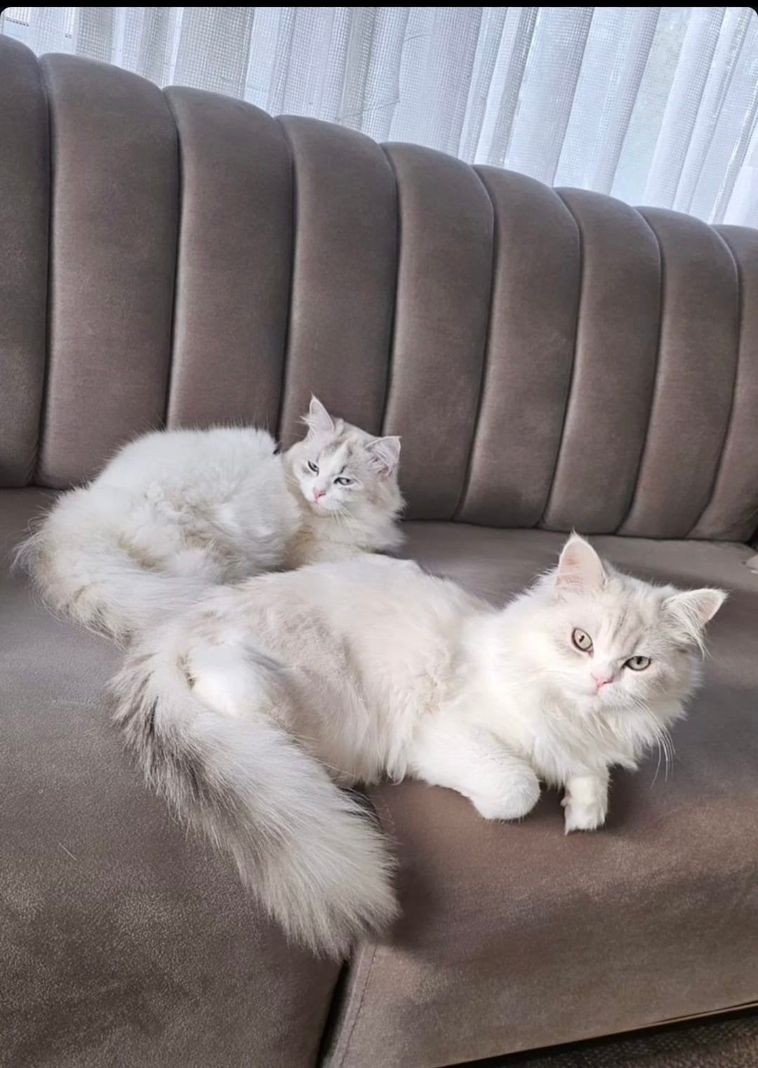 Chinchilla kleurige Witte ElegantBritish Longhair, Kater, Ontwormd, 0 tot 2 jaar