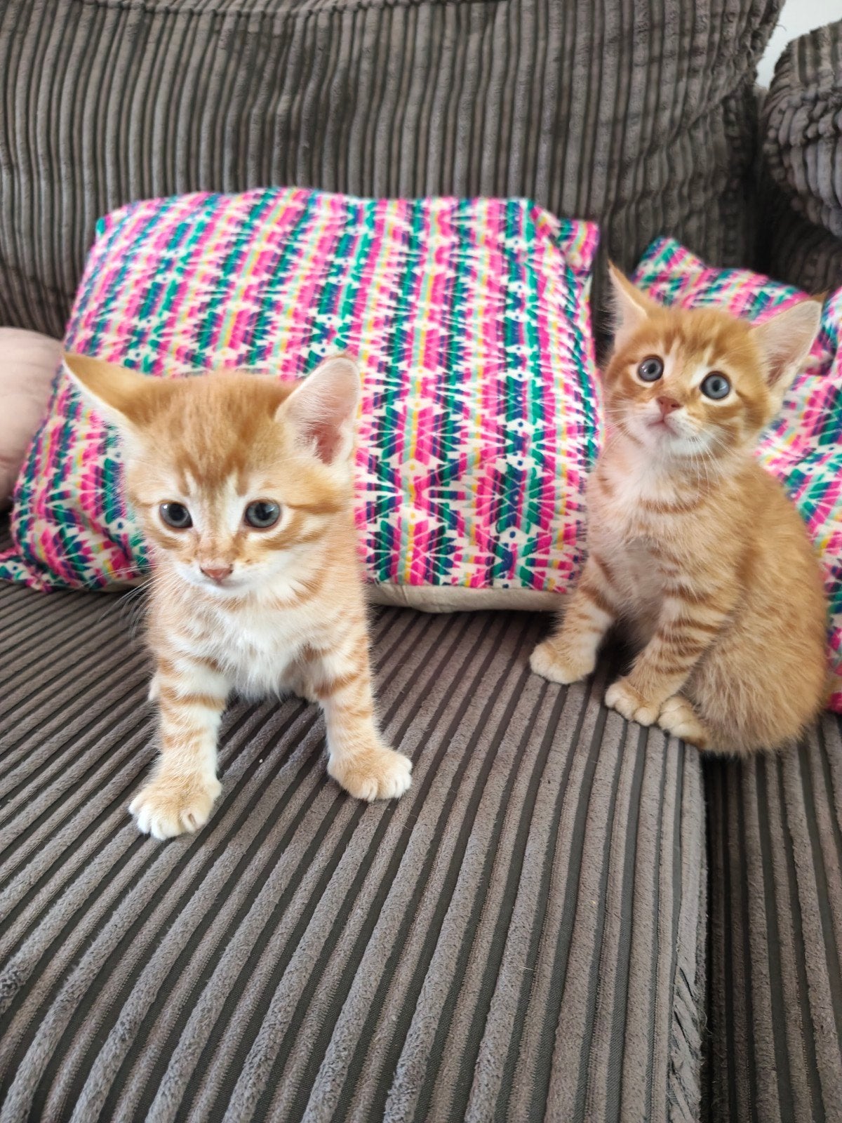 4 kittens rood, cypers, zwart, Meerdere dieren, Kortharig, 0 tot 2 jaar