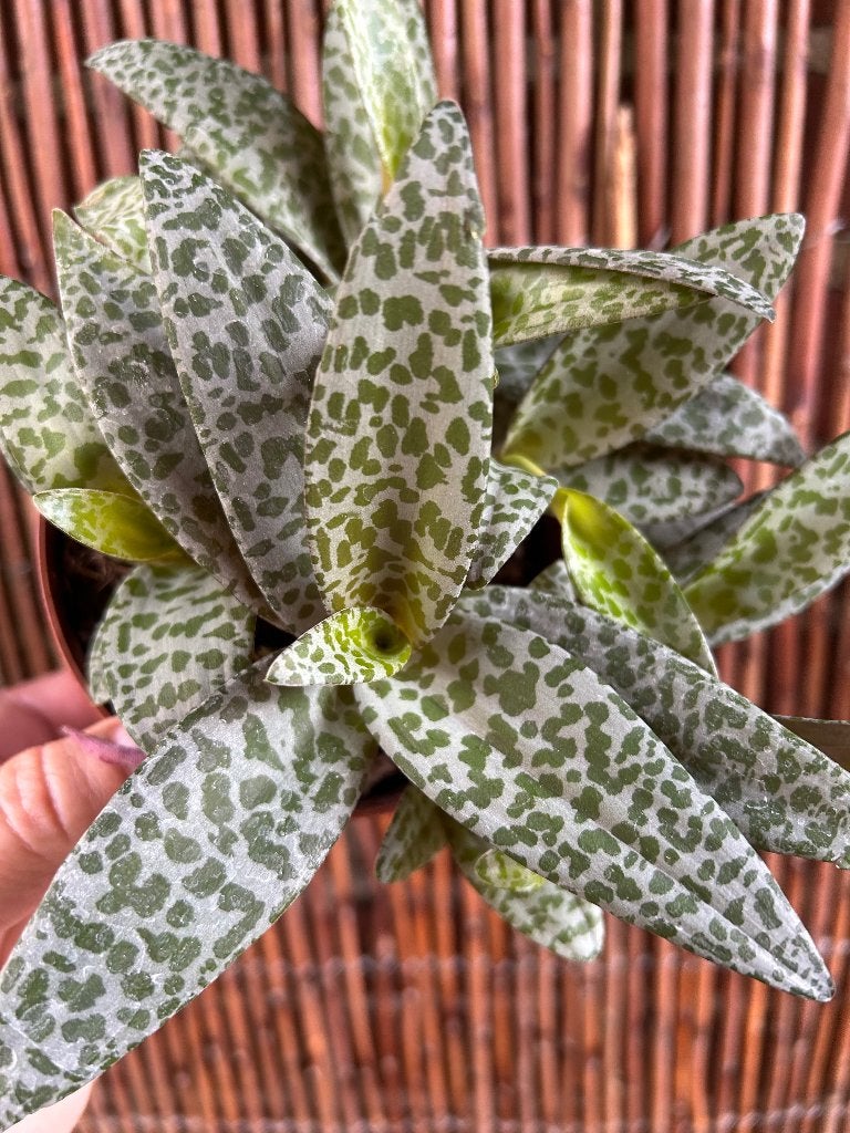 Ledebouria socialis, Overige soorten, In pot, Minder dan 100 cm, Bloeiende kamerplant