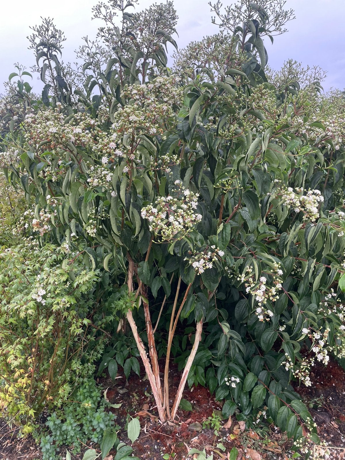 Heptacodium zevenzonenboom in pot leverbaar tot 300 cm, Ophalen, Overige soorten, Struik