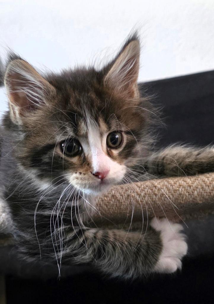 Nog 2 Maine Coon katertjes, stamboom chip, hun ouders getest, Kater, Met stamboom, 0 tot 2 jaar