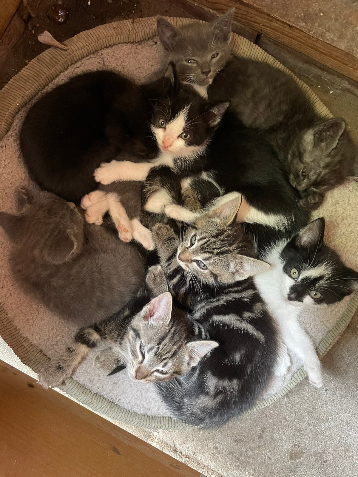 Hele mooie kittens, Meerdere dieren, Kortharig, 0 tot 2 jaar