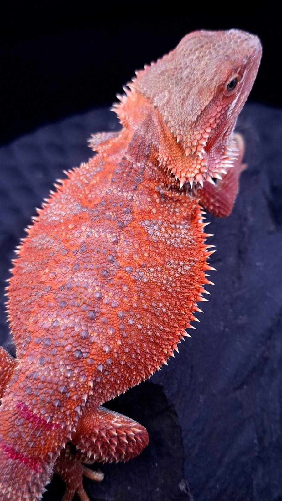 Donker Rode Hypo Baardagaam Vrouw het. Trans/Witblits Bearded Dragon photo 3