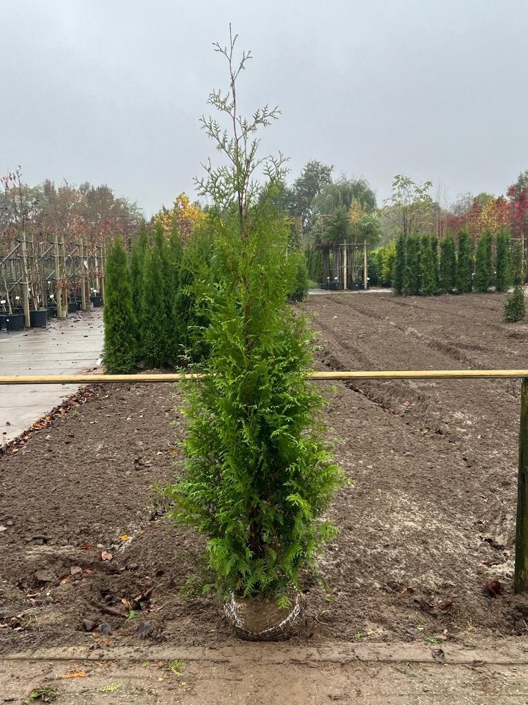 Thuja occ. Brabant diverse maten (haagconifeer), Tuin en Terras, Ophalen, Conifeer, 100 tot 250 cm