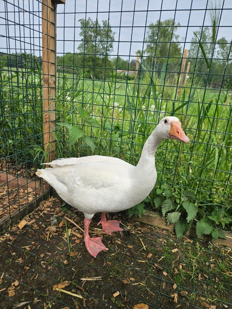 Boerenganzen zoeken een huisje!, Dieren en Toebehoren, Pluimvee, Meerdere dieren, Gans of Zwaan