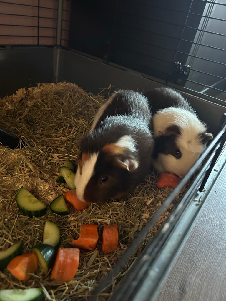 Cavia’s, Dieren en Toebehoren, Knaagdieren, Mannelijk, Cavia, Oktober, Tam