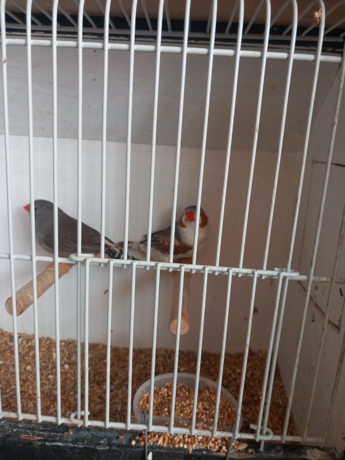 zebravinken, Dieren en Toebehoren, Meerdere dieren, Tropenvogel