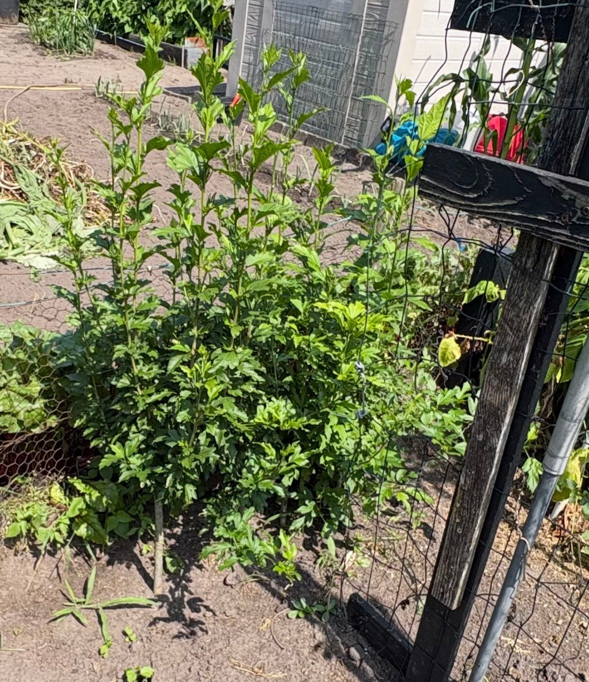 Hibiscus op stam en wat struiken, Ophalen, Overige soorten, Minder dan 100 cm