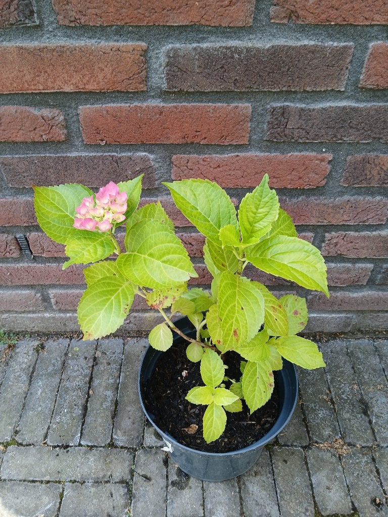 Te koop roze hortensia H42 cm B28 cm, Tuin en Terras, Planten | Tuinplanten, Vaste plant, Halfschaduw, Zomer, Ophalen