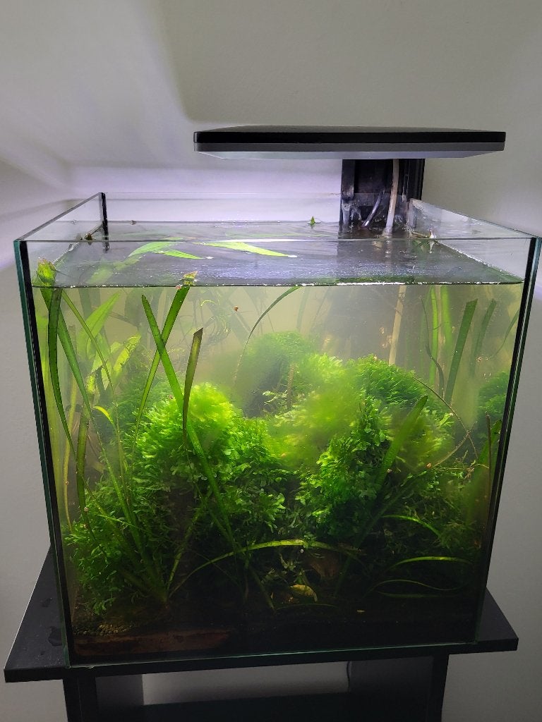 SuperFish Qubiq 30 Pro met Caridina garnalen, Dieren en Toebehoren, Ophalen, Superfish, Inclusief vissen, Gevuld zoetwateraquarium