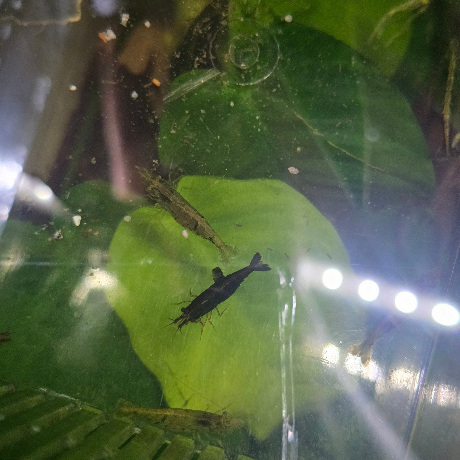 mooie zwangere dames garnalen, Dieren en Toebehoren, Vissen | Aquariumvissen, Kreeft, Krab of Garnaal