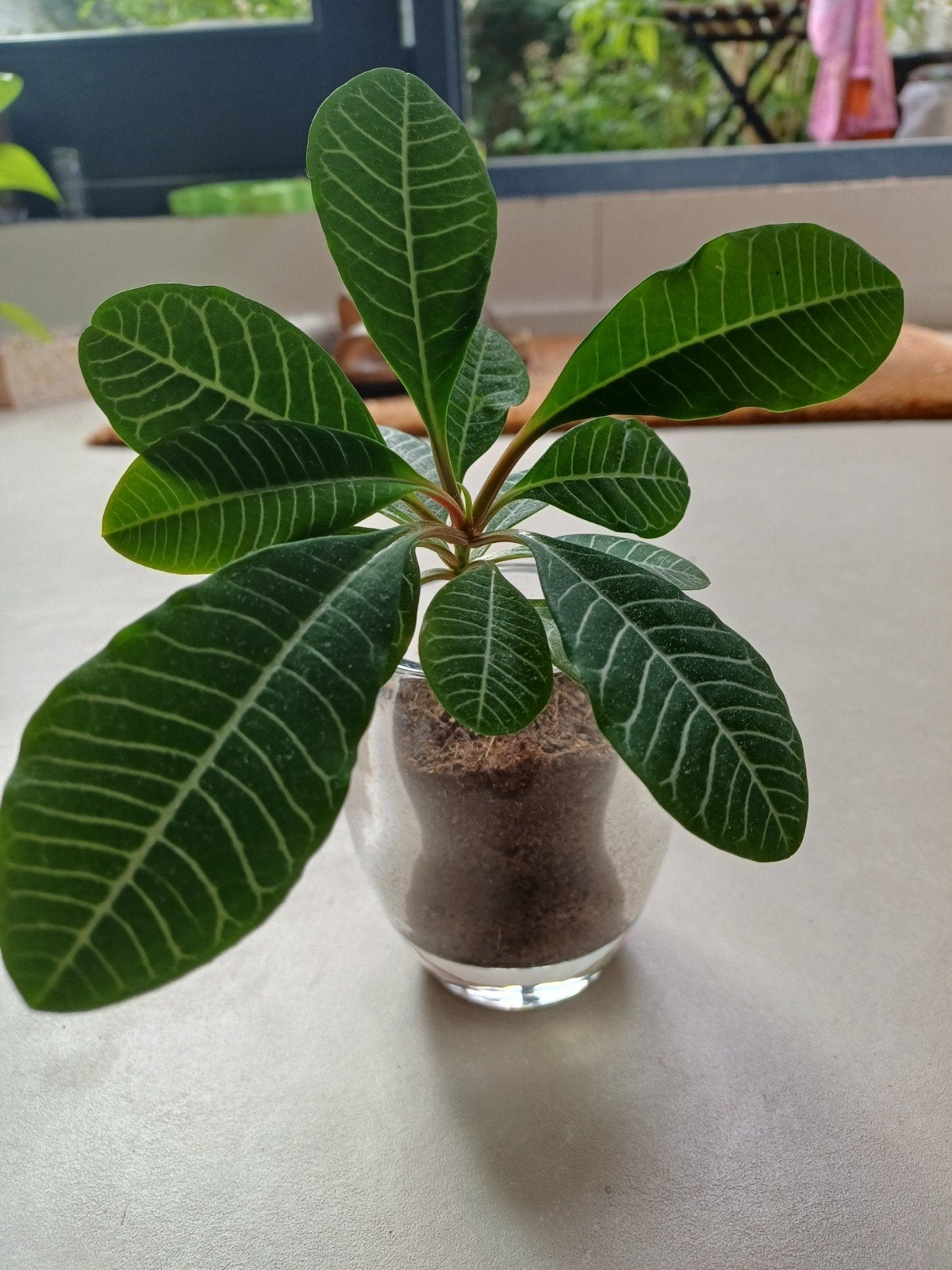 Mooie groene kamerplant in glazen pot, Huis en Inrichting, Kamerplanten, Ophalen, Overige soorten, Halfschaduw, In pot