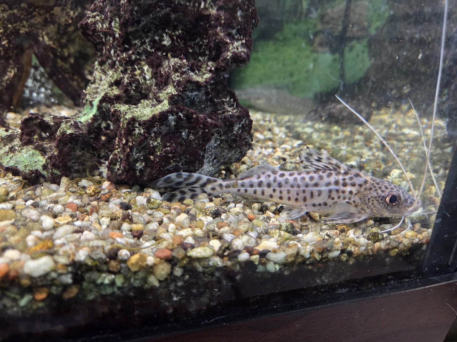 Pimelodus pictus 2X, Dieren en Toebehoren, Vis, Zoetwatervis