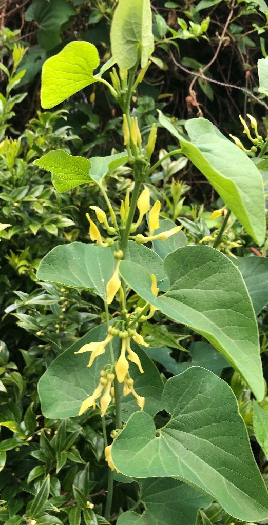 Duitse pijp met zachtgele bloemen en hart-vormige blad, Overige soorten, Vaste plant, Ophalen of Verzenden, Halfschaduw