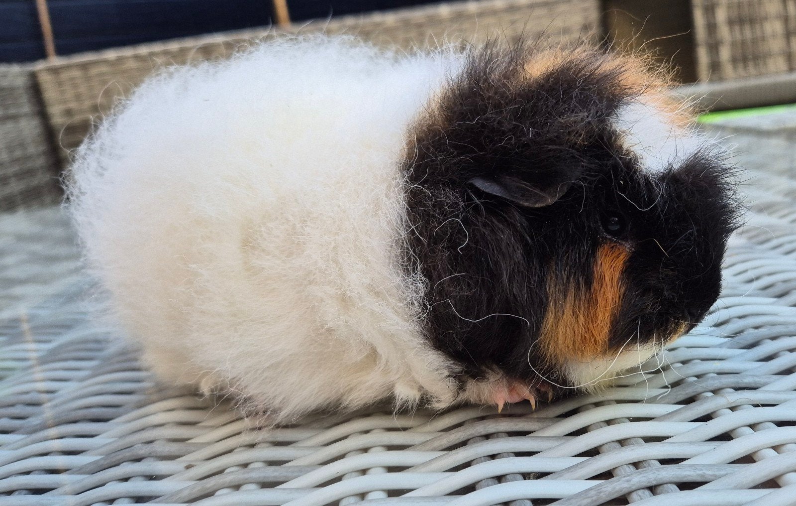 Lief ch-teddy cavia zeugje zoekt knuffelhuis, Dieren en Toebehoren, Knaagdieren, Cavia, Juni, Vrouwelijk, Tam