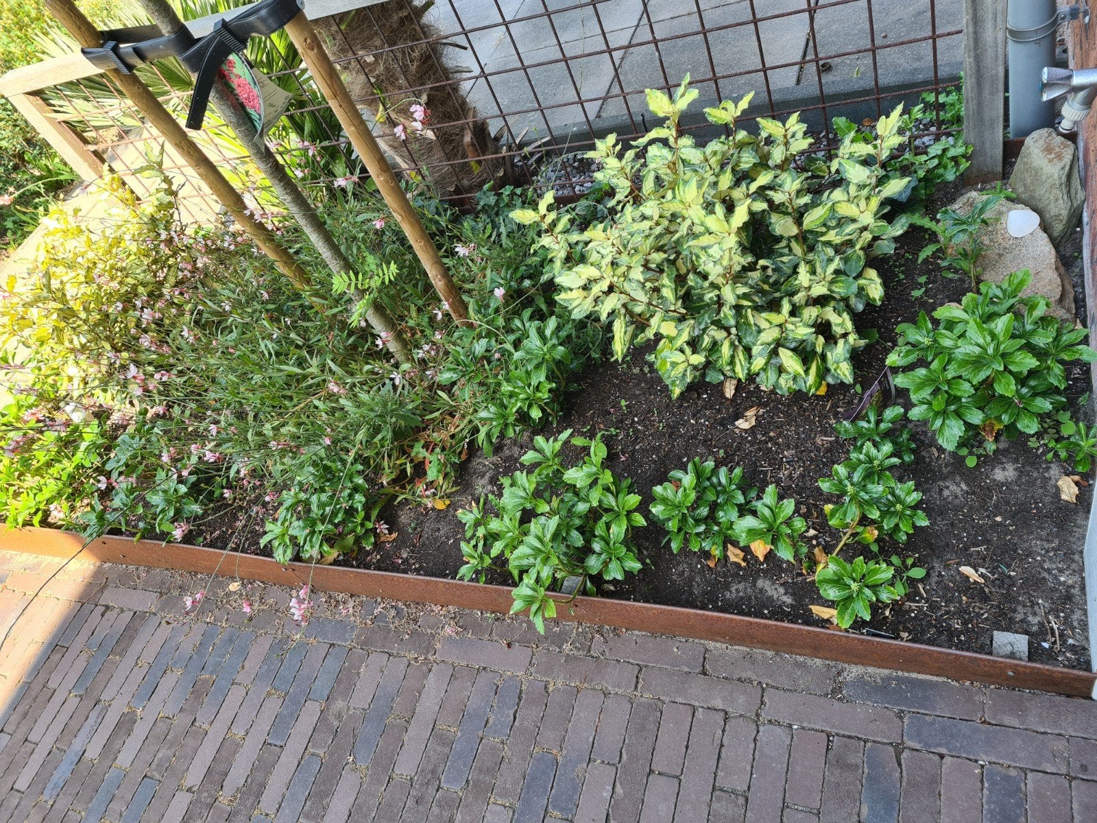 Tuinplant Pachysandra terminalis groenblijvend bodembedekker, Tuin en Terras, Ophalen, Bodembedekkers, Vaste plant, Halfschaduw