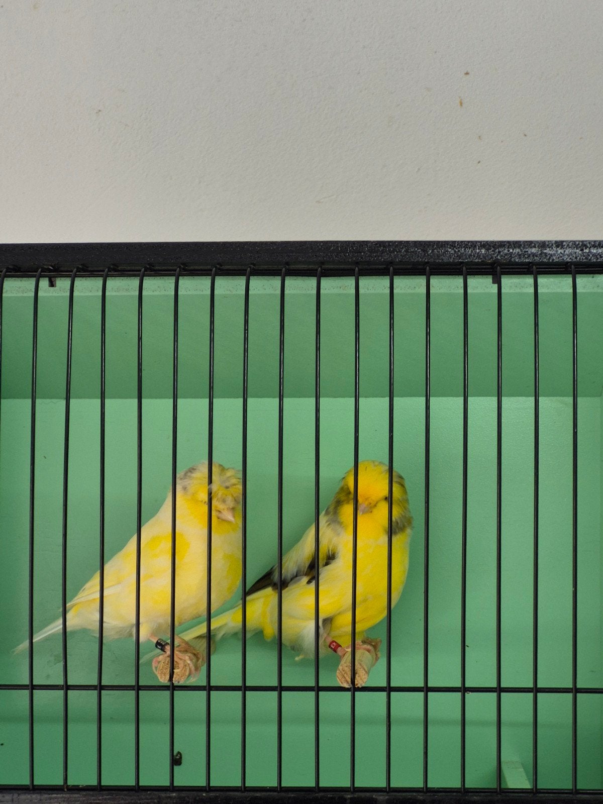 Koppel Glosters, Meerdere dieren, Postuurkanarie